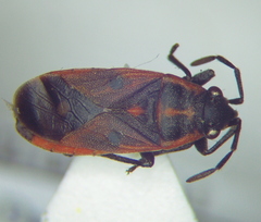 Melanocoryphus tristrami