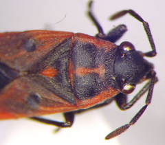 Melanocoryphus tristrami
