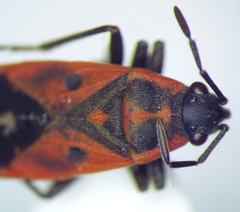 Melanocoryphus tristrami