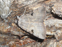 Catocala nuptialis