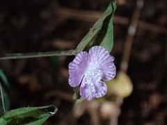 Tradescantia poelliae image