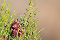 Dodonaea stenozyga