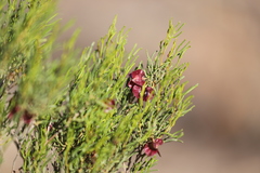 Dodonaea stenozyga