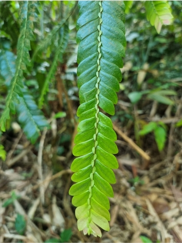 Anisophylleaceae