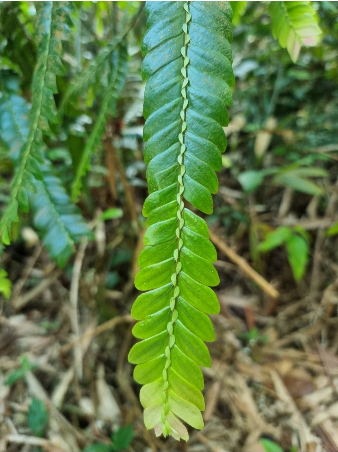 Anisophylleaceae
