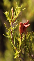 Diosma acmaeophylla