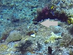 Sufflamen chrysopterum