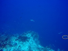 Canthidermis maculata