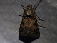 Melipotis agrotoides