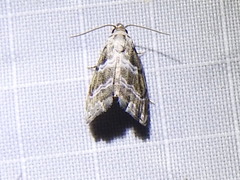 Abablemma bilineata