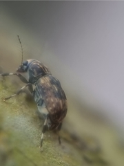 Habrissus
