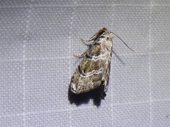 Abablemma bilineata