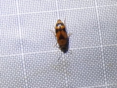 Diclidia