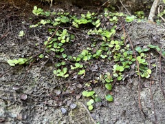 Metrosideros perforata