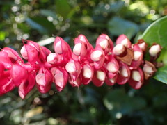 Cavendishia complectens