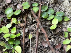 Metrosideros perforata