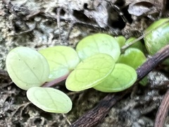 Metrosideros perforata