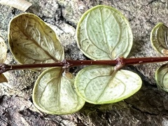 Metrosideros perforata