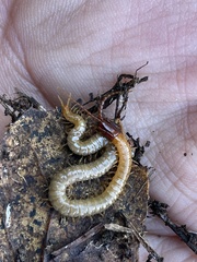 Dicellophilus limatus