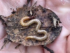 Dicellophilus limatus