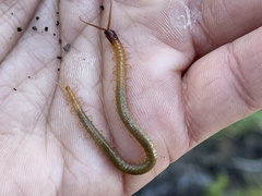 Dicellophilus limatus