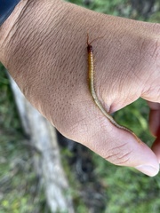 Dicellophilus limatus