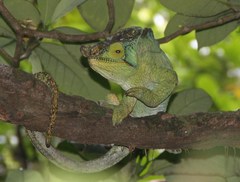 Calumma parsonii parsonii