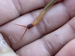 Dicellophilus limatus