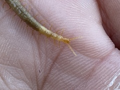 Dicellophilus limatus