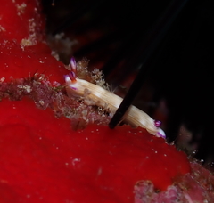 Hypselodoris violabranchia