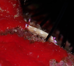 Hypselodoris violabranchia