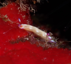 Hypselodoris violabranchia