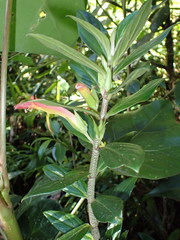 Columnea lepidocaula