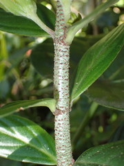 Columnea lepidocaula