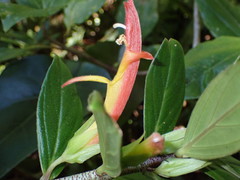 Columnea lepidocaula