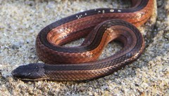 Liophidium rhodogaster