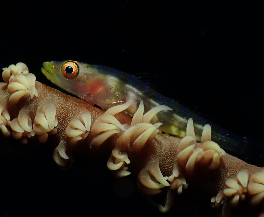 Bryaninops