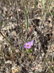 Leptosiphon androsaceus