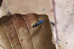 Dolichurus