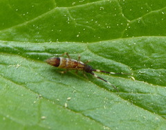 Orchesella flavescens