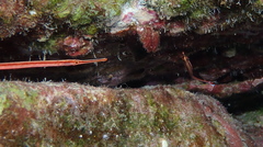 Dunckerocampus baldwini