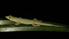 Phelsuma guttata