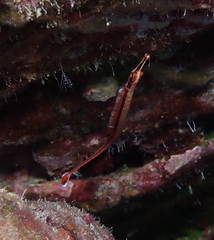 Dunckerocampus baldwini