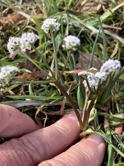 Lomatium piperi