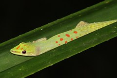 Phelsuma guttata