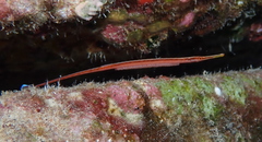 Dunckerocampus baldwini