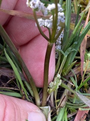 Lomatium piperi