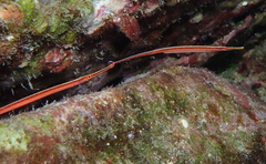 Dunckerocampus baldwini