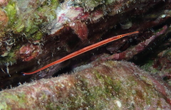 Dunckerocampus baldwini