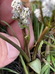 Lomatium piperi